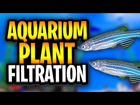 Видео: Фильтрация аквариумных растений: легкое повышение качества воды естественным способом!