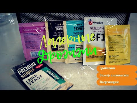 Видео: ПИВНЫЕ ДРОЖЖИ! НА ЧЕМ СБРАЖИВАТЬ ЛАГЕР? ЭКСПЕРИМЕНТ/ ЗАМЕР ПЛОТНОСТИ/ДЕГУСТАЦИЯ.