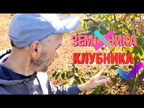Видео: Готовлю огород к Зиме. Копаю землянику-клубнику, пересаживаю барбарис.