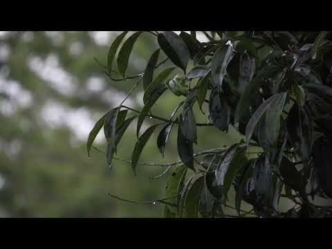 Видео: Муса: Ялсаманех лаьцна
