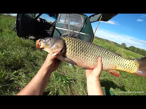 Видео: Большие сазаны из глубокой ямы. рыбалка мечта.