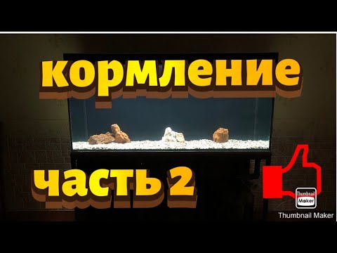 Видео: Кормление часть 2