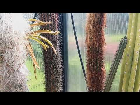 Видео: Спасибо за внимание.Обзор кактусов в теплице.