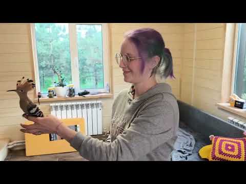 Видео: Юная белобока - пока что добрая, но уже охотится на ноги