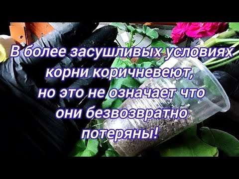 Видео: Пеларгония от пересадки, обрезки до обрастания! 