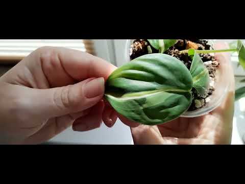 Видео: Немного излишек. 27.07.2025г. 