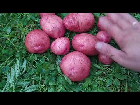 Видео: Египетская картошка из супермаркета против элиты и местного сорта