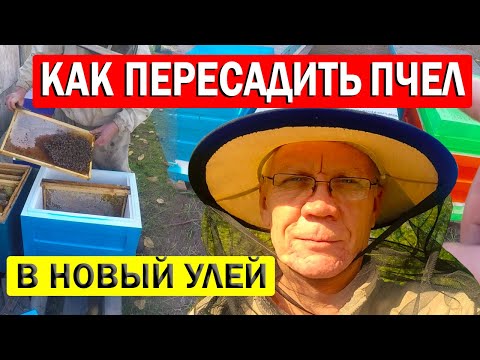 Видео: Как пересадить пчёл? Залог успешной зимовки ваших пчел!