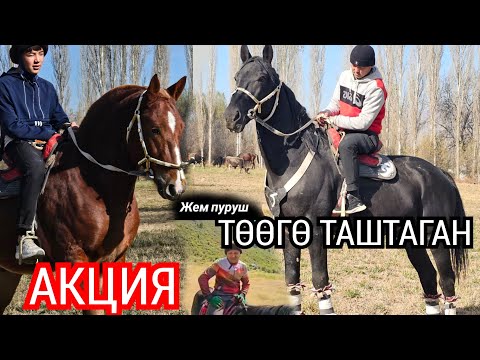 Видео: ТӨӨГө ТАШТАГАН АТ АКЦИЯДА