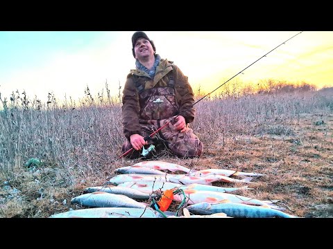 Видео: РЫБАЛКА-МЕЧТА! С ДРУГОМ ПОПАЛИ НА ДИКИЙ ЖОР ХИЩНОЙ РЫБЫ. ОТКРЫТИЕ СЕЗОНА НА НИЖНЕЙ ВОЛГЕ