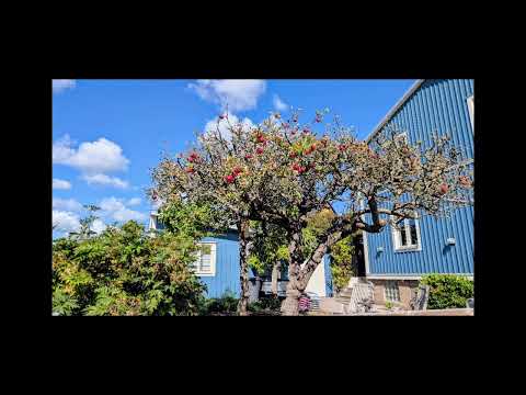 Видео: Законы правильных отношений с собой, людьми и Богом. Джин Лоуренс 