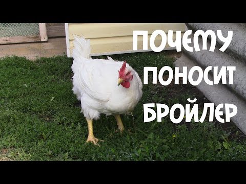 Видео: ПОЧЕМУ ПОНОСЯТ ЦЫПЛЯТА БРОЙЛЕРЫ, ЧТО ДЕЛАТЬ И ЧЕМ ЛЕЧИТЬ