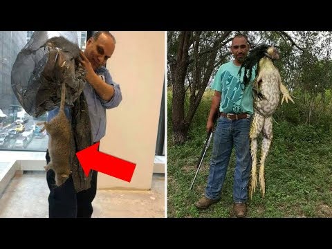 Видео: Вещи и животные, габариты которых вышли из под контроля