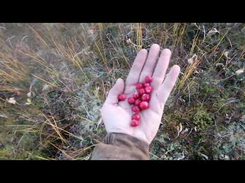 Видео: Охота на Медведя с лайками