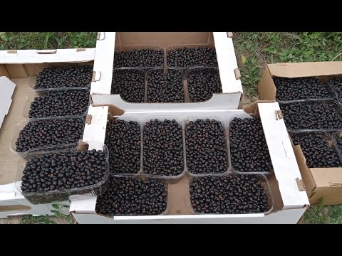 Видео: Сбор смородины.Цены на ягоды и фрукты. 24  июня