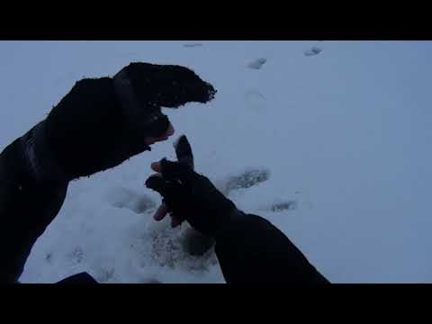 Видео: Зимняя рыбалка на Ладоге. Окунь. Кобона.