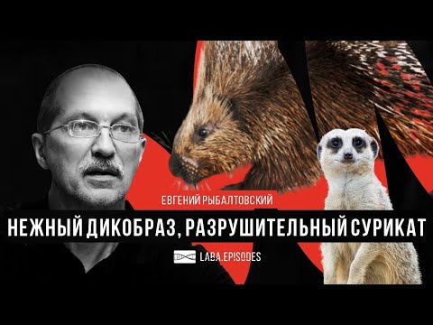 Видео: Нежный дикобраз и разрушительные сурикаты. Евгений Рыбалтовский.