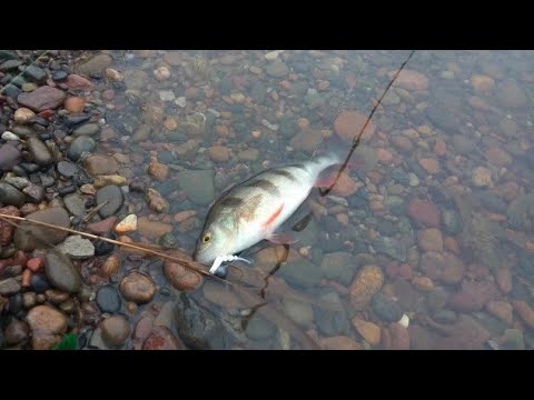 Видео: Мормышинг осенью на окуня. Отличный клев окуня на мормышку, на мелководье.