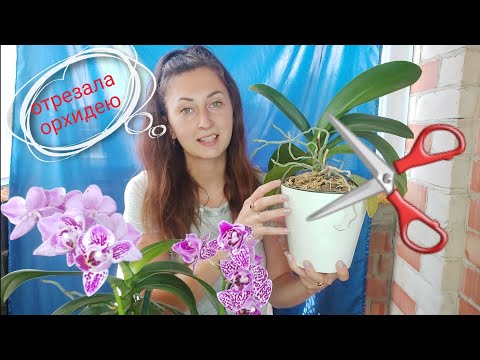 Видео: Как из ОДНОЙ орхидеи МОЖНО ПОЛУЧИТЬ ДВЕ  Омоложение орхидеи