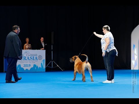 Видео: Преса Канарио / Канарский дог Евразия 2019. Лучшая собака 2 группы.