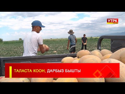 Видео: ТАЛАСТА КООН, ДАРБЫЗ БЫШТЫ