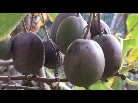 Видео: АКТИНИДИЯ ЛЕТНИЙ УХОД,ПОДКОРМКА, ВИД на УРОЖАЙ,мой 25 летний опыт