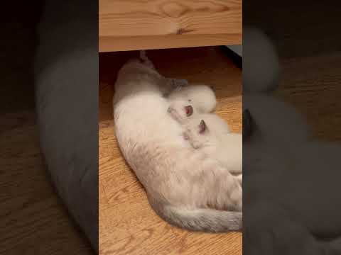 Видео: Котята#Милка#кошечка#кормит котят#котята#счастье#малыши#cats#cat#