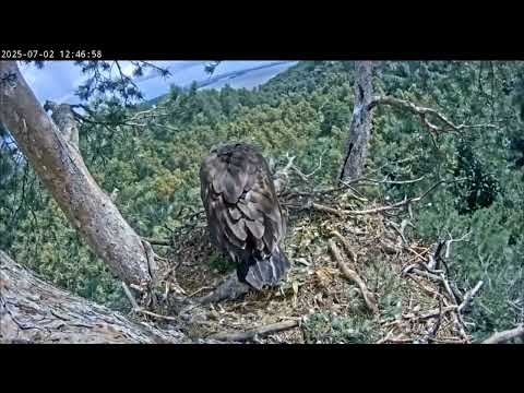 Видео: 2.07.2025 Камычи. Ещё одна прекрасная тренировка Сардая.