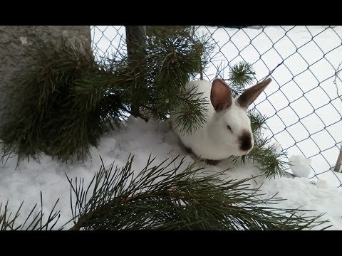 Видео: Содержание кроликов зимой. Уличные клетки для кроликов. Rabbits in winter.