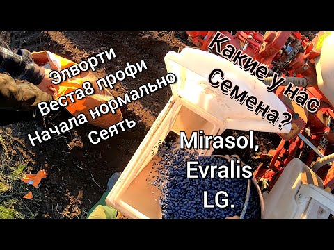 Видео: Веста 8 начала сеять!!!. Какие семена подсолнечника мы сеем?