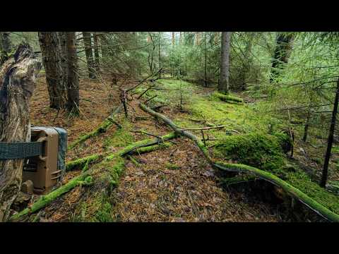 Видео: Поставил загадочный ТОТЕМ в лесу и спрятал фотоловушку — Не ожидал СТОЛЬКО гостей!