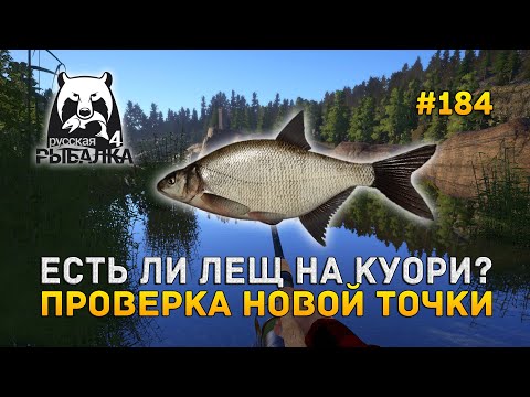 Видео: Есть ли Лещ на Куори? Проверка новой точки - Русская Рыбалка 4 #184