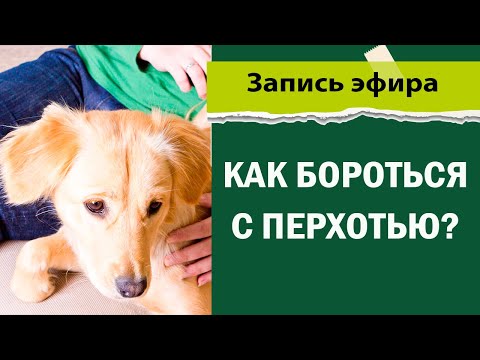 Видео: Себорейный дерматит у животных | Как бороться с перхотью?