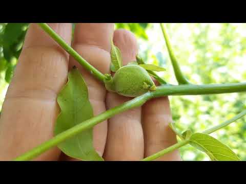 Видео: Перепрививка грецкого ореха сортом Кочерженко, результат.