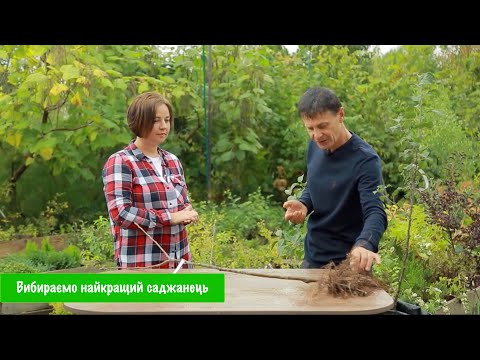 Видео: Саджанці плодових дерев: як вибрати, коли садити і де краще купувати