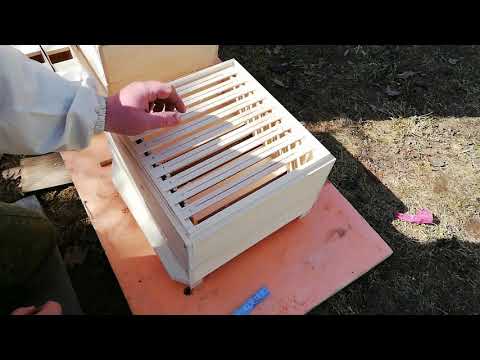 Видео: Улей Удав.