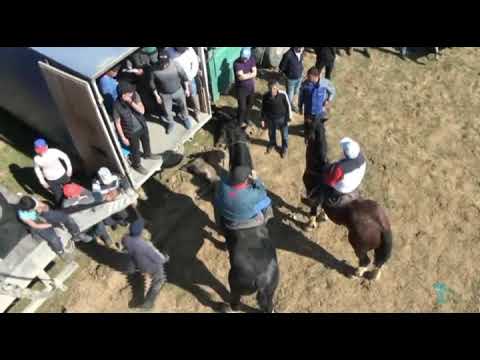 Видео: Төлеби ауданы Қаратөбе ауылы Қожамжаров Толқынбек мырзаның Көкпары 2 бөлім