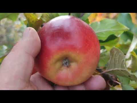 Видео: Яблони сорт Рубинола (apple Rubinola) и Розелла (apple Rozella). Обзор и дегустация