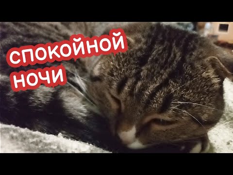 Видео: VLOG Уютный влог с животными