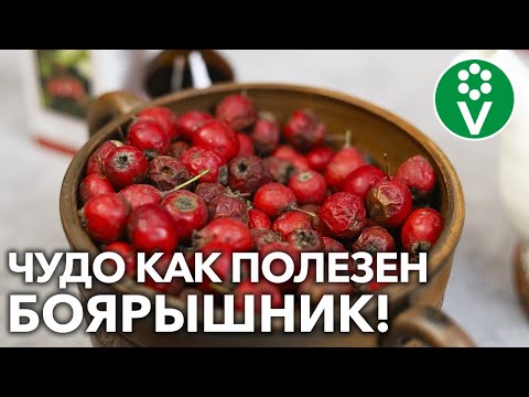 Видео: НА ЗДОРОВЬЕ! 7 РЕЦЕПТОВ ПРИМЕНЕНИЯ БОЯРЫШНИКА – настойка, чай, варенье и даже ванна!