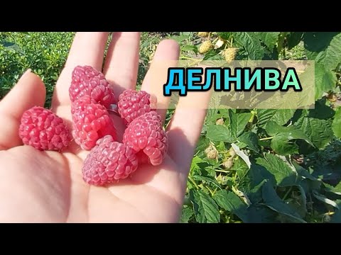 Видео: Малина Делнива. Первое плодоношение