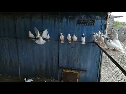 Видео: 19 мая 2024 г.