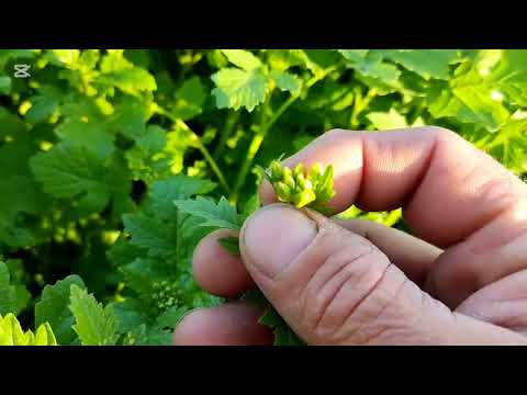 Видео: Сидерат горчица. Полный цикл