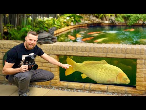 Видео: Насколько велика эта гигантская рыба кои?