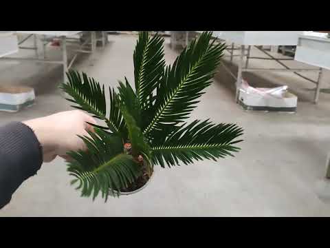 Видео: Пальма Цикас