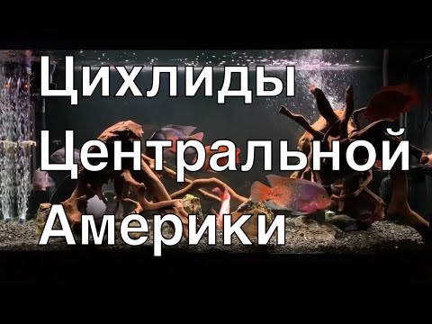 Видео: Как я подбирал рыб, аквариум, оборудование и декор для цихлидника Центральная Америка на 550 литров