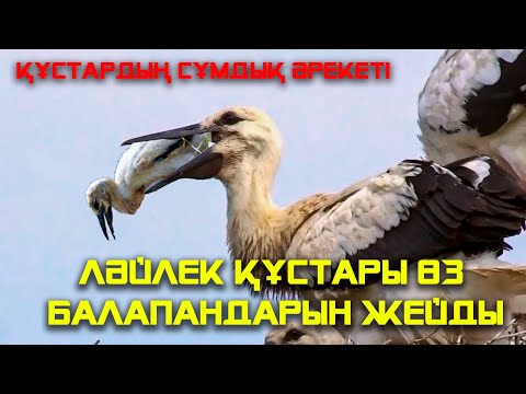 Видео: ЖАНУАРЛАРДЫҢ СІЗ БІЛМЕГЕН ҚЫЗЫҚТЫ ӘРЕКЕТТЕРІ 7
