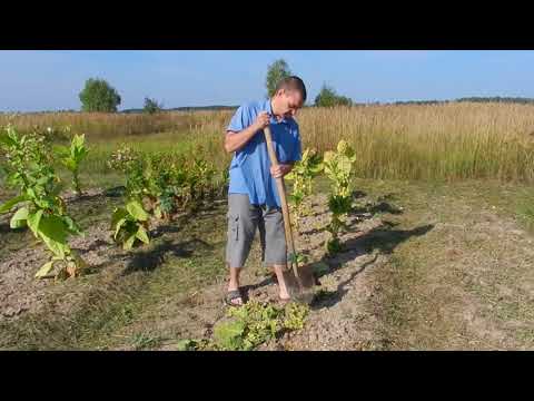 Видео: Ствол табака куда он годен