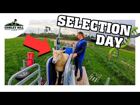 Видео: РЕШЕНИЯ ПО РАЗВЕДЕНИЮ, КОТОРЫЕ МОГУТ НАВСЕГДА ИЗМЕНИТЬ СТАЮ