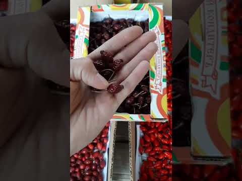 Видео: Как сушить шиповник .... #шиповник #ягода #сушитьшиповник